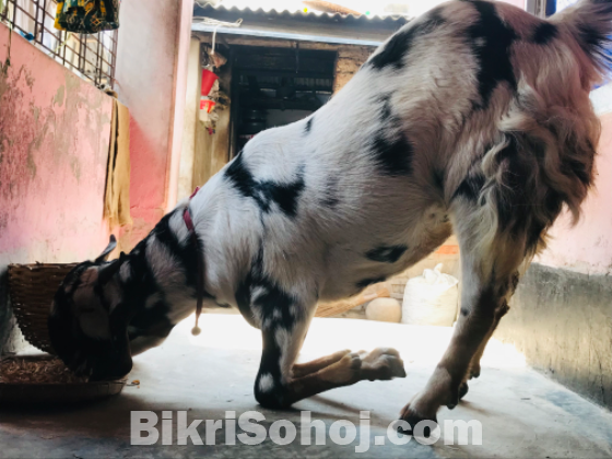 যমুনাপুরী ক্রস ছাগল